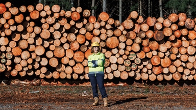 Person wearing a high-visibility jacket and hard hat standing in front of a large stack of harvested timber logs in a forestry setting.
