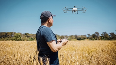 Farmer standing in wheat drop flying a drone
