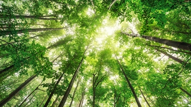 Ground looking up through green trees