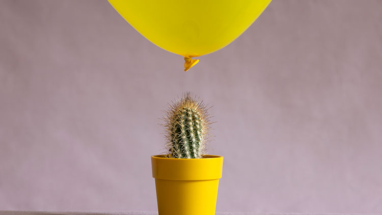 Yellow balloon cactus underneath