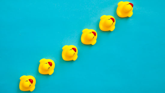 Blue background yellow ducks in row