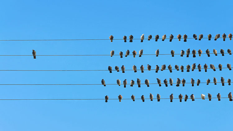 Power lines group birds one by itself