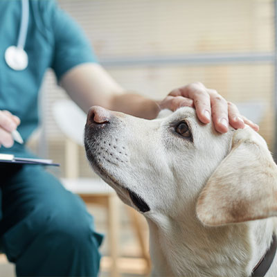 Close up of white Labrador dog at vet clinic with male veterinarian stroking his head
