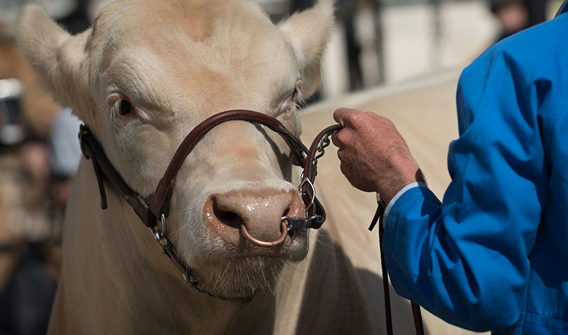 cow