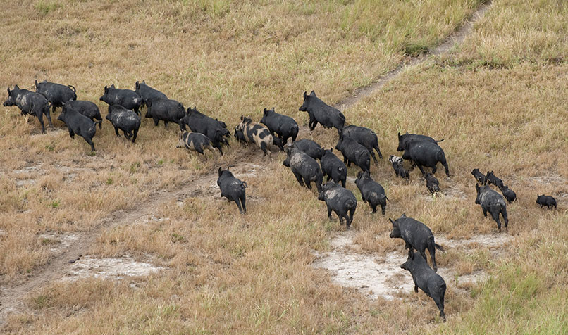 Feral pigs