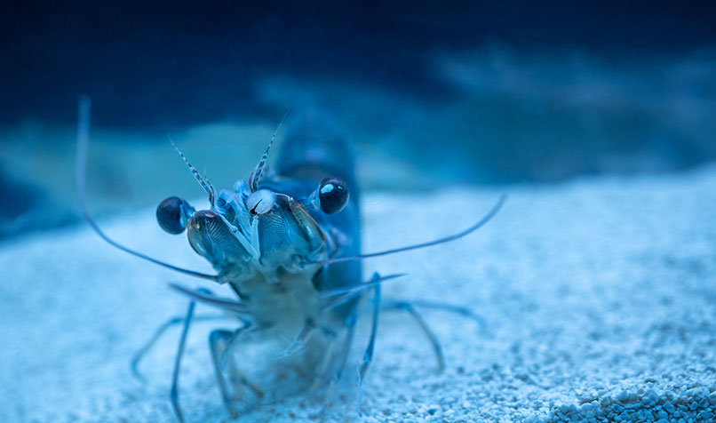 prawn