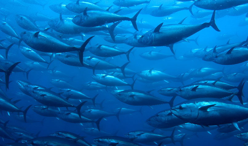 bluefin tuna