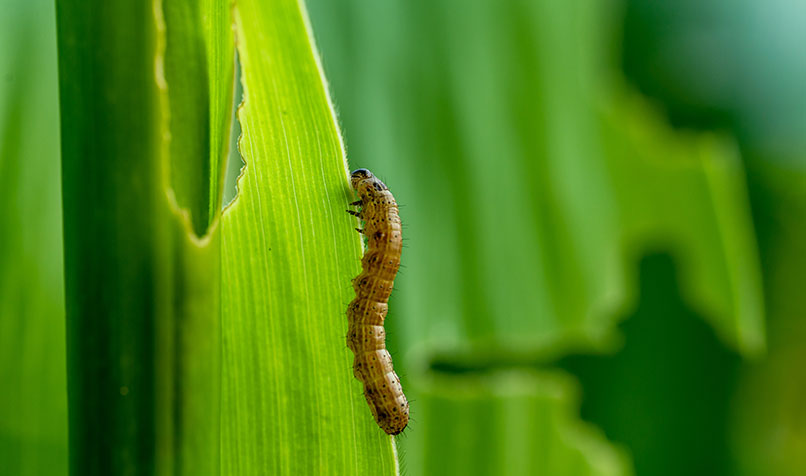 $3 million will be spent to help reduce the threats posed by the fall armyworm to Queensland’s agricultural industries.