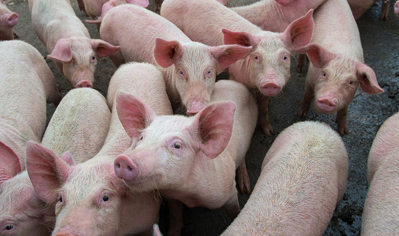pigs pen