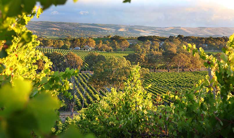 $5 million has been allocated to support South Australian wine exports and market diversification.