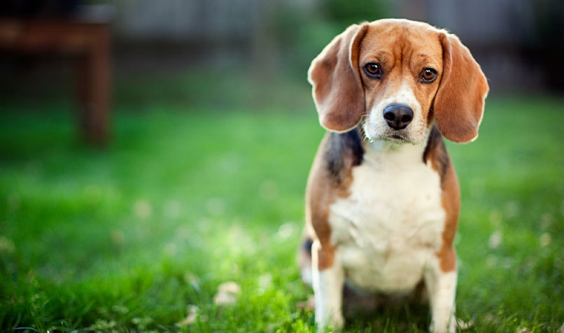 Beagle puppy in park