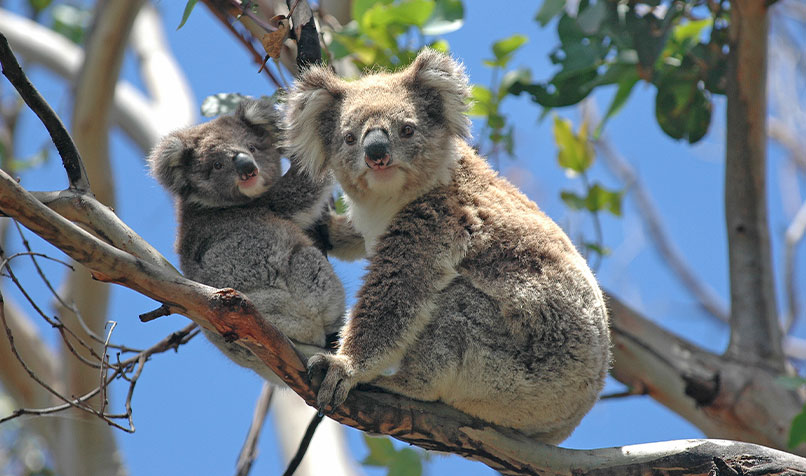 Koalas in tree