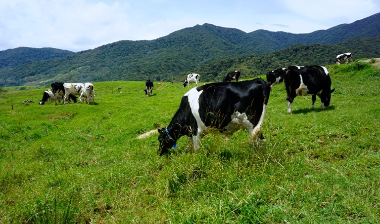 Dairy cow in green field in Malaysia