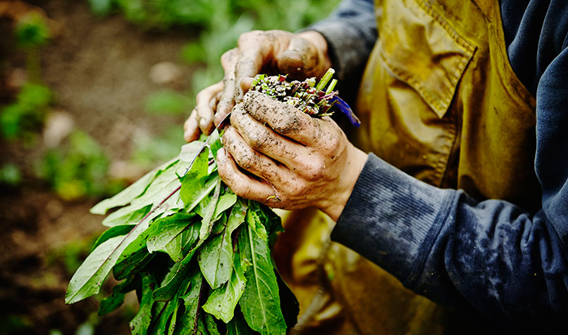 Farmer holding leafy greens