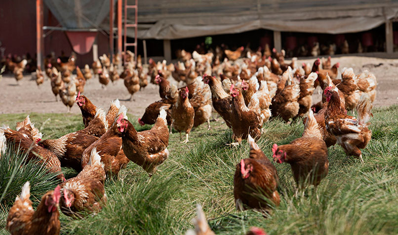 Farm yard with chickens