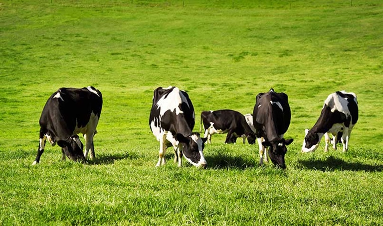 cows in green field