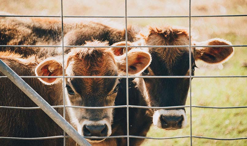 cows behind fences