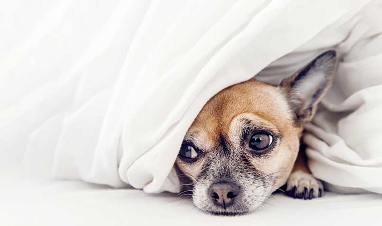 dog under blanket