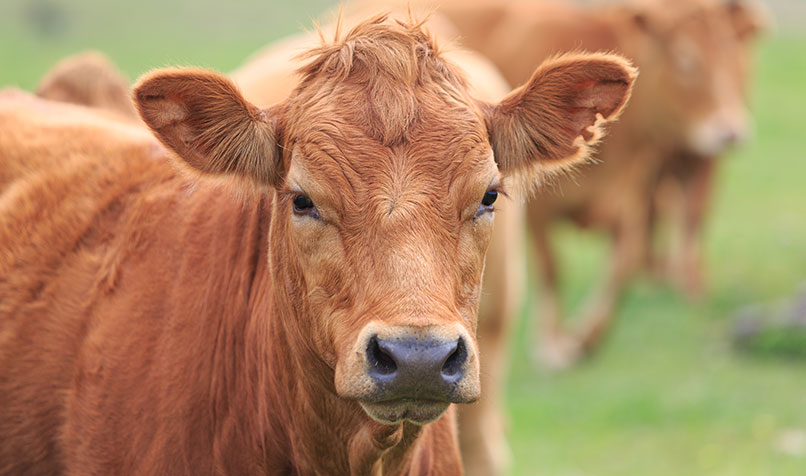 cow