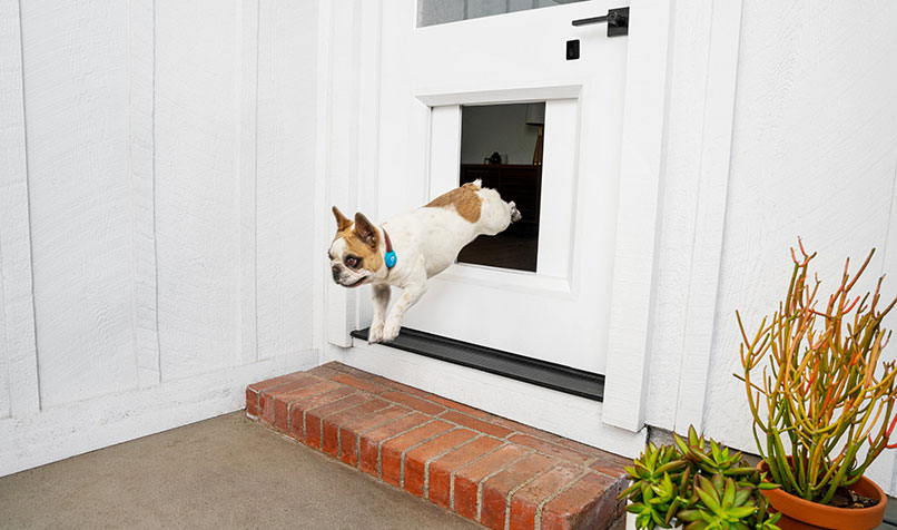 myQ Pet Portal