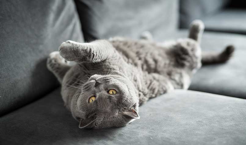 Cat lying on couch