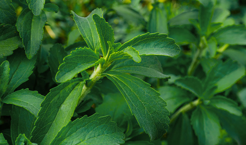 Stevia plant