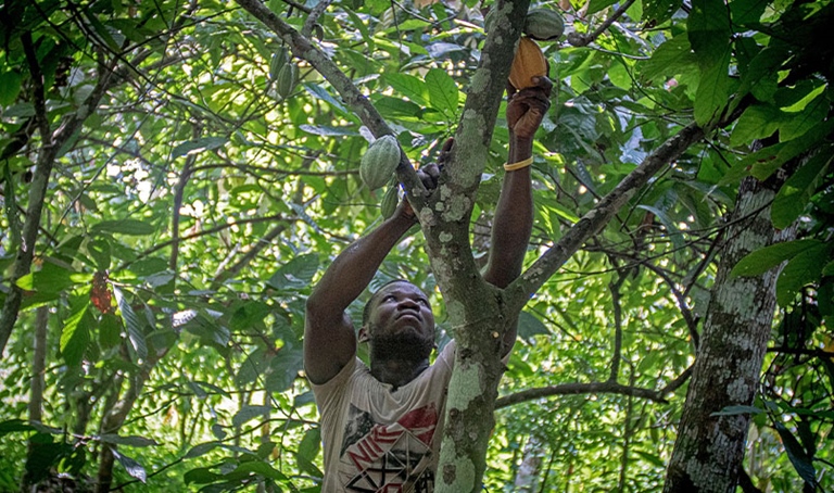 Cocoa farmer harvests cocoa pod