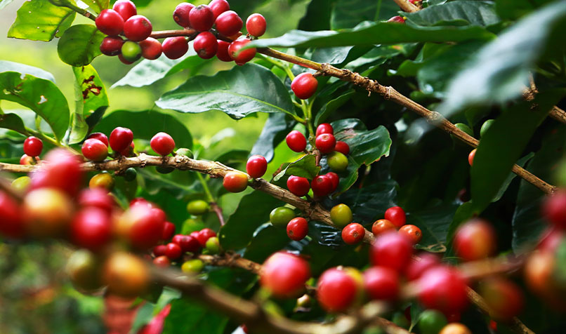 coffee cherry tree