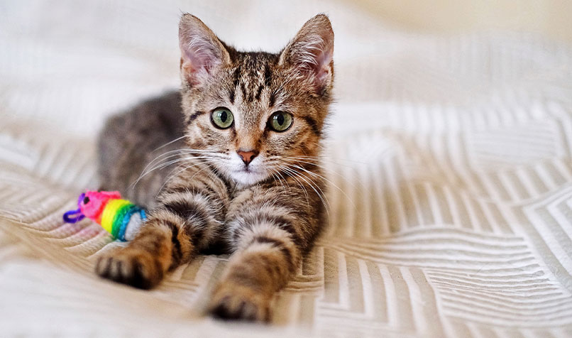 Kitten bed toy