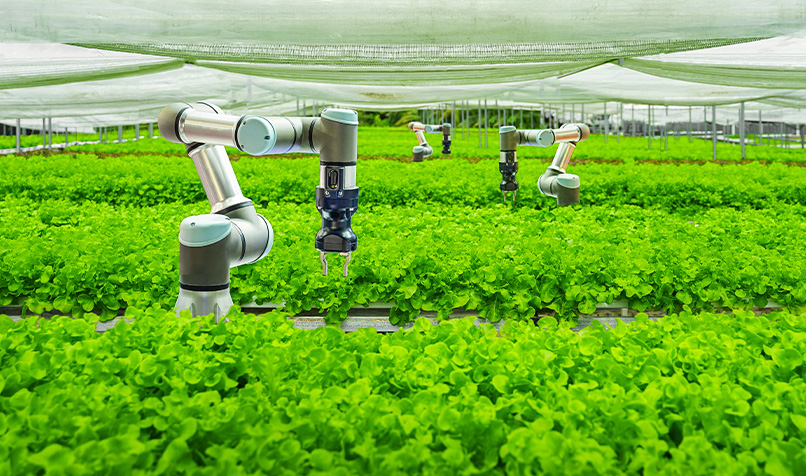 Automatic mechanical arms harvesting vegetables Bangkok