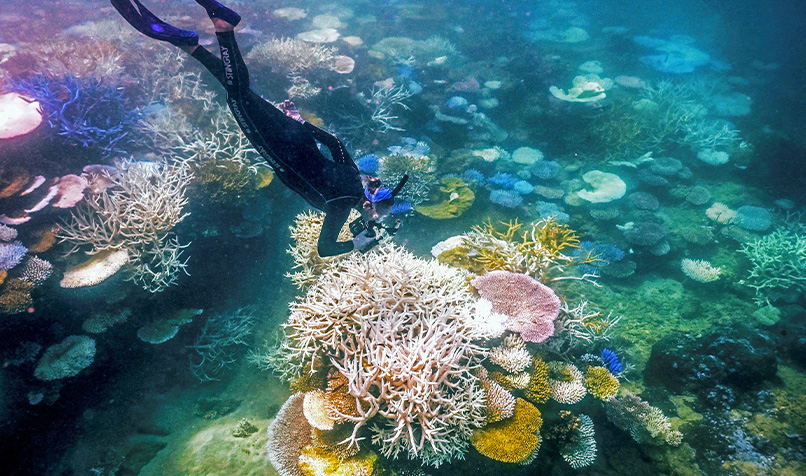 Diver coral great barrier reef