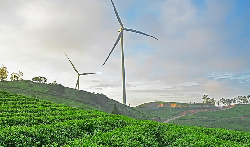 Paddock crops wind turbine
