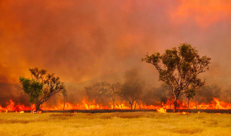 Active bushfire moving through a dry paddock and scattered trees, with a line of flames across the landscape and dense orange smoke overhead.