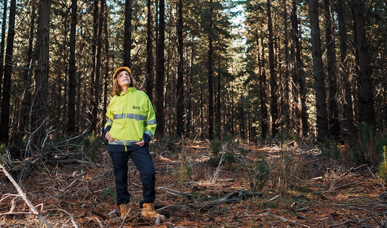 Person wearing a high-visibility yellow jacket and hard hat standing in a pine forest, looking upwards among tall trees and woodland undergrowth.