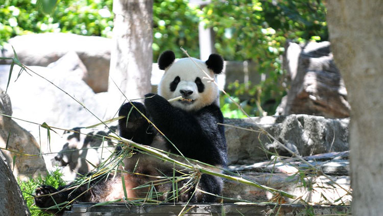 Adelaide Zoo Panda