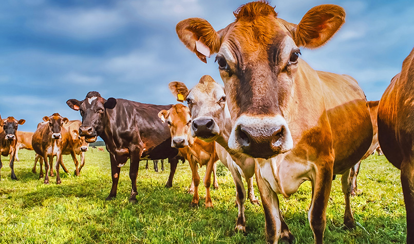 Jersey cows in paddock looking inquisitively
