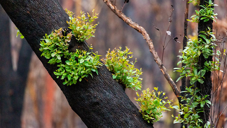 Burnt tree new- green growth