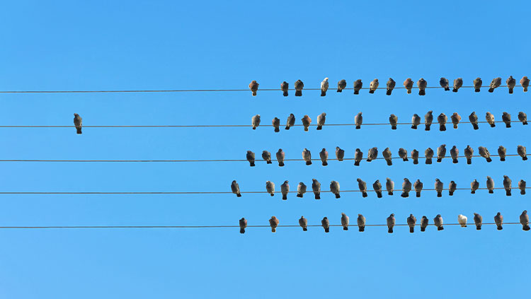 Power lines group birds one by itself