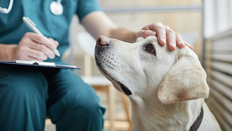 Close up of white Labrador dog at vet clinic with male veterinarian stroking his head